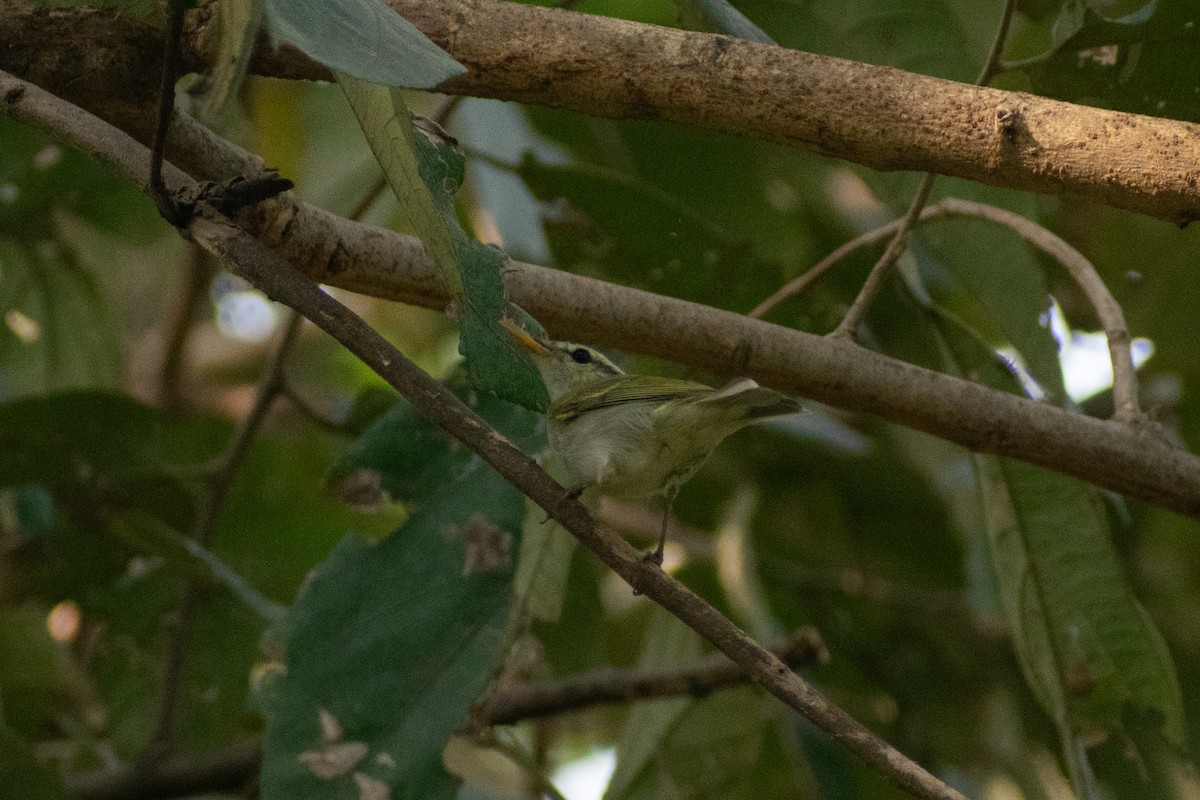 vestkronsanger - ML647880136