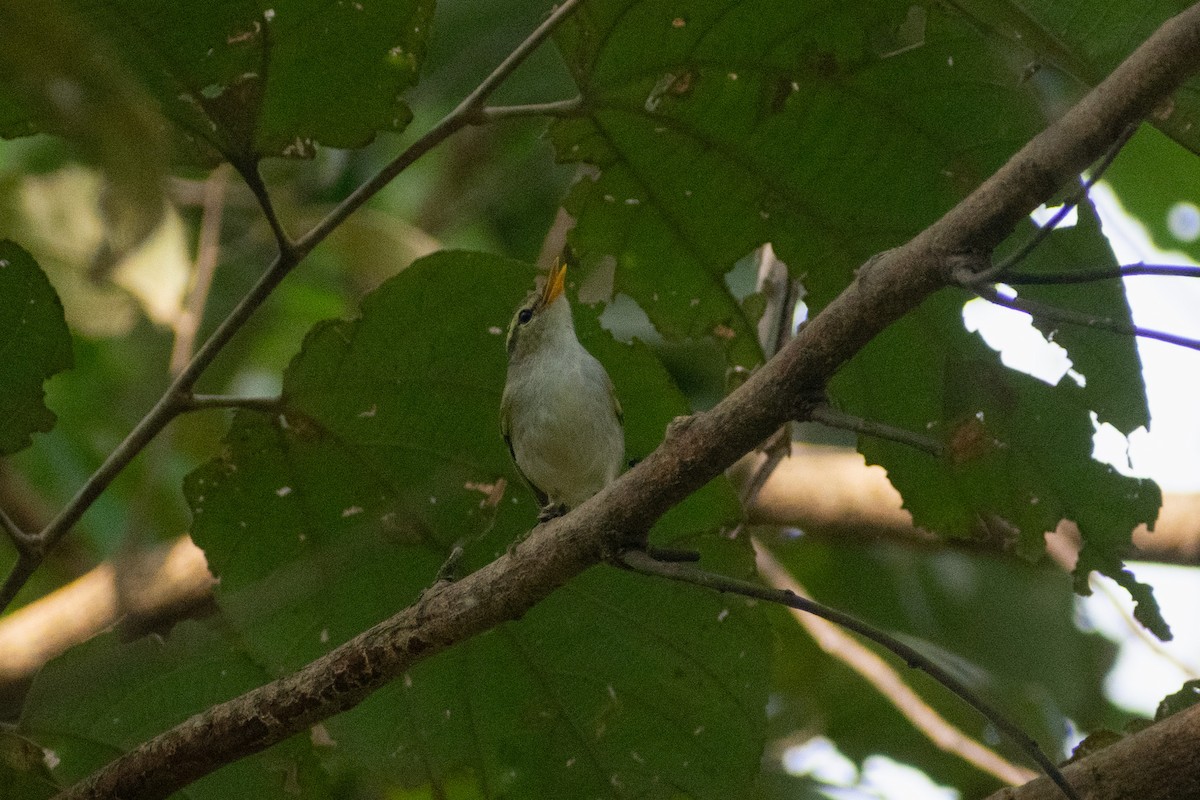 vestkronsanger - ML647880137