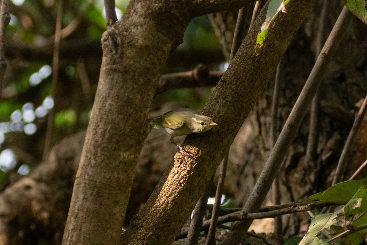 vestkronsanger - ML647880138