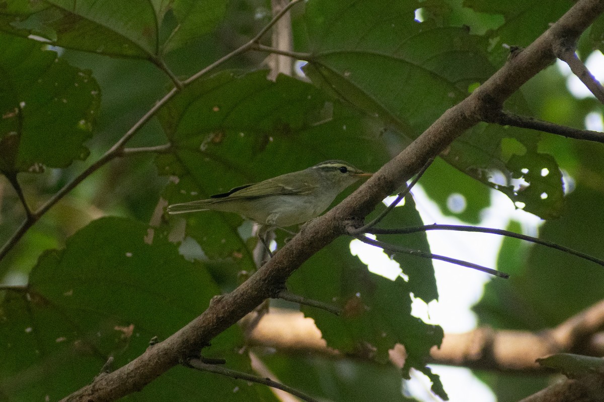 vestkronsanger - ML647880139