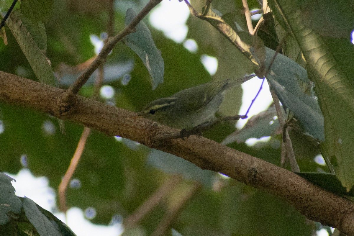 vestkronsanger - ML647880140