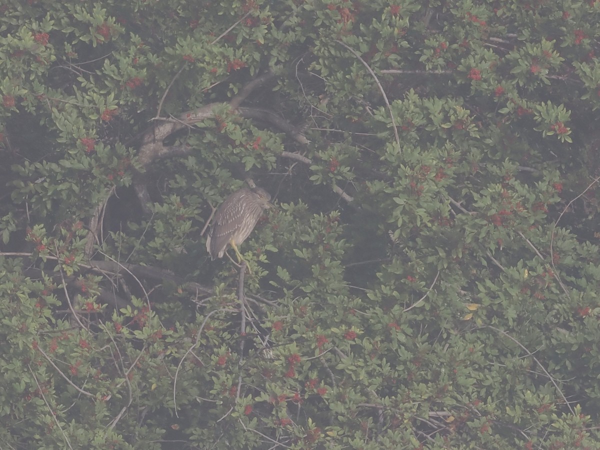 natthegre - ML647880141