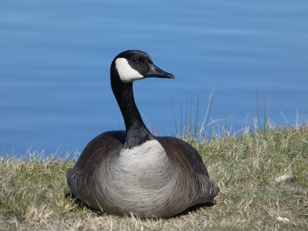 kanadagås - ML647880142