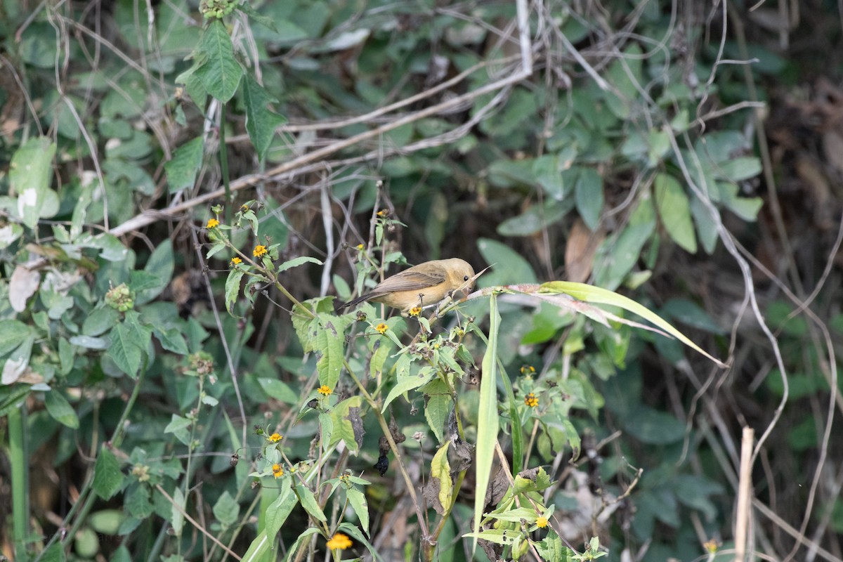 hvithalsfrøeter - ML647880143