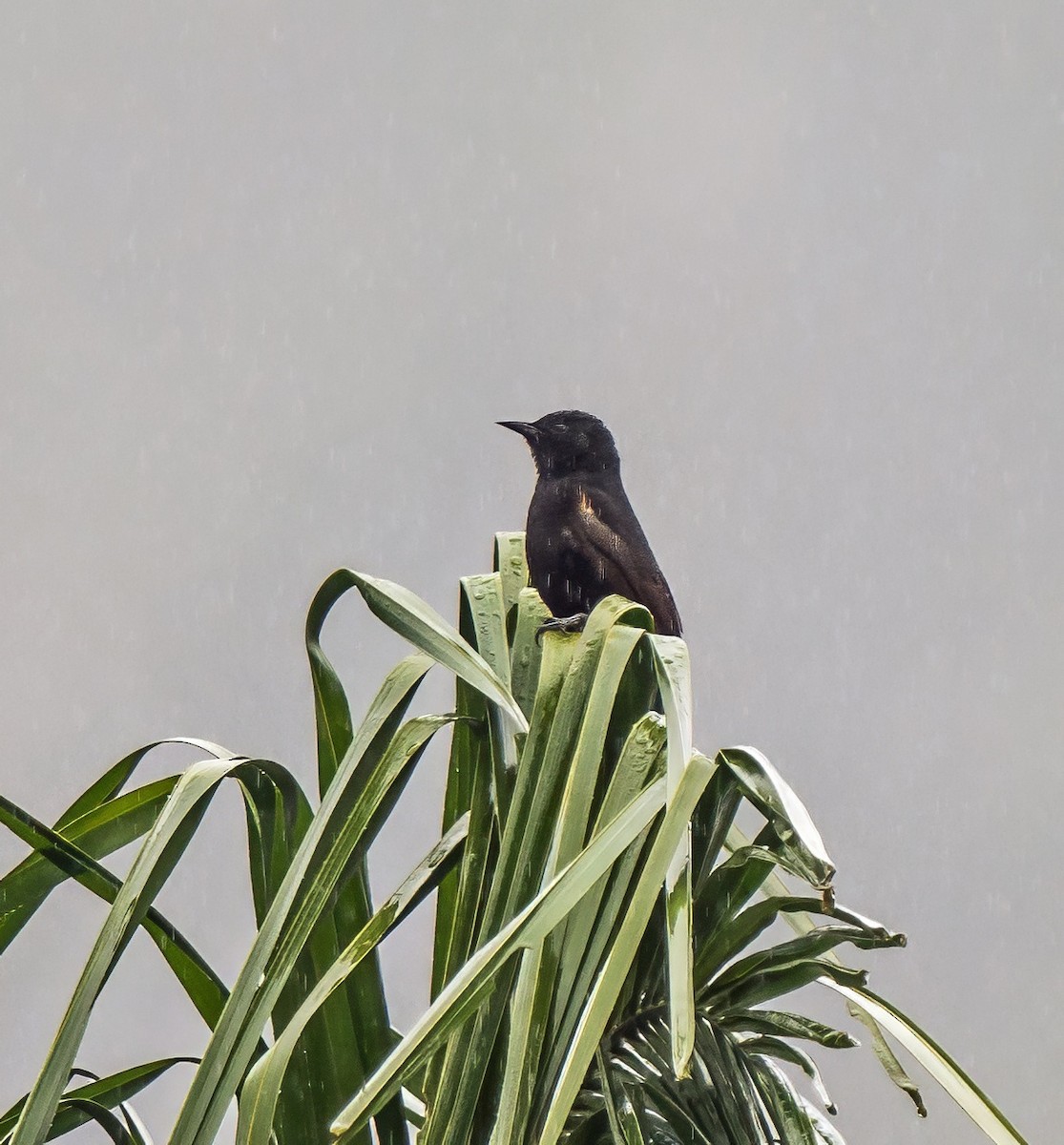 plettrupial - ML647880144