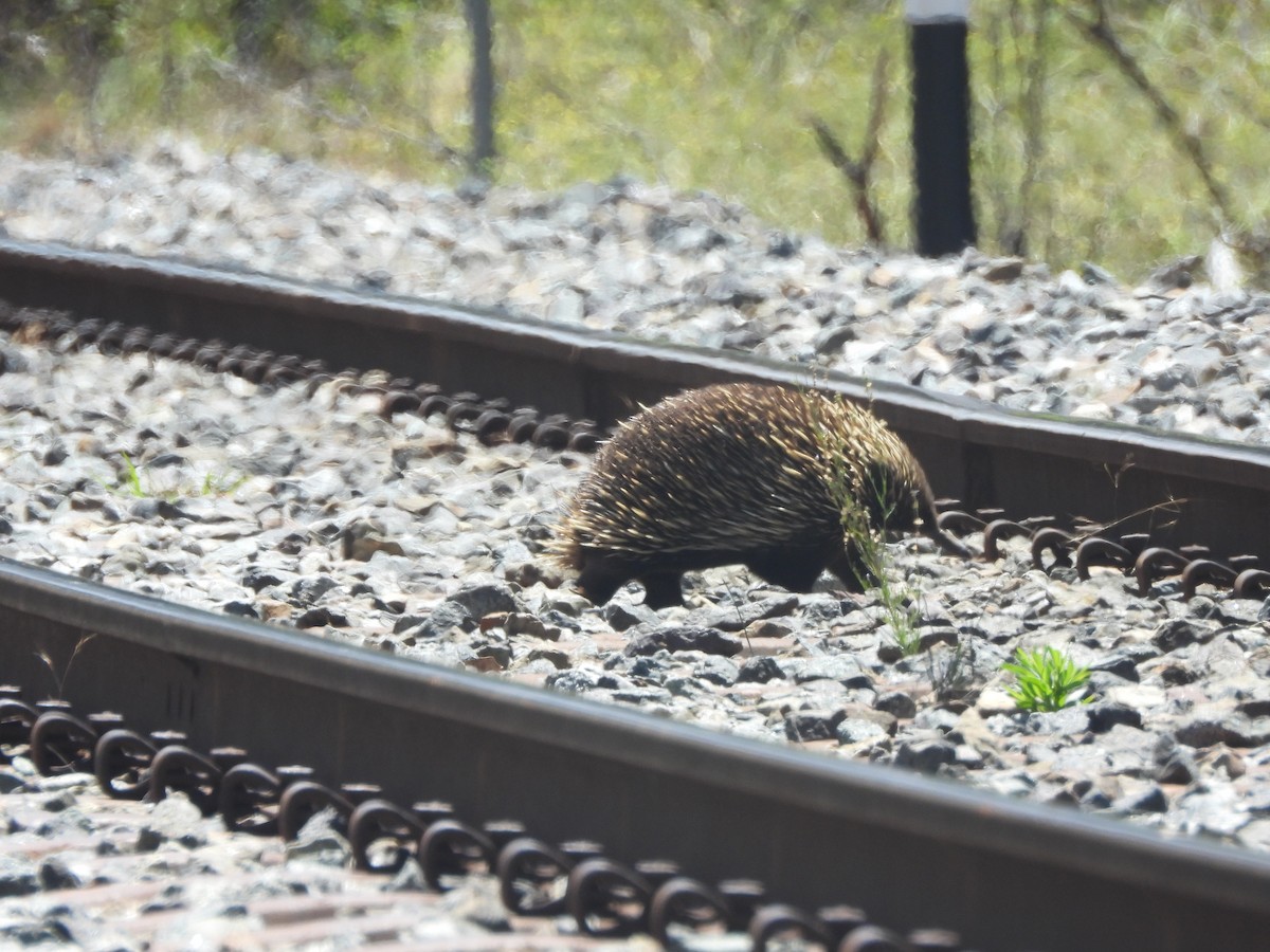 Animals - ML647880145