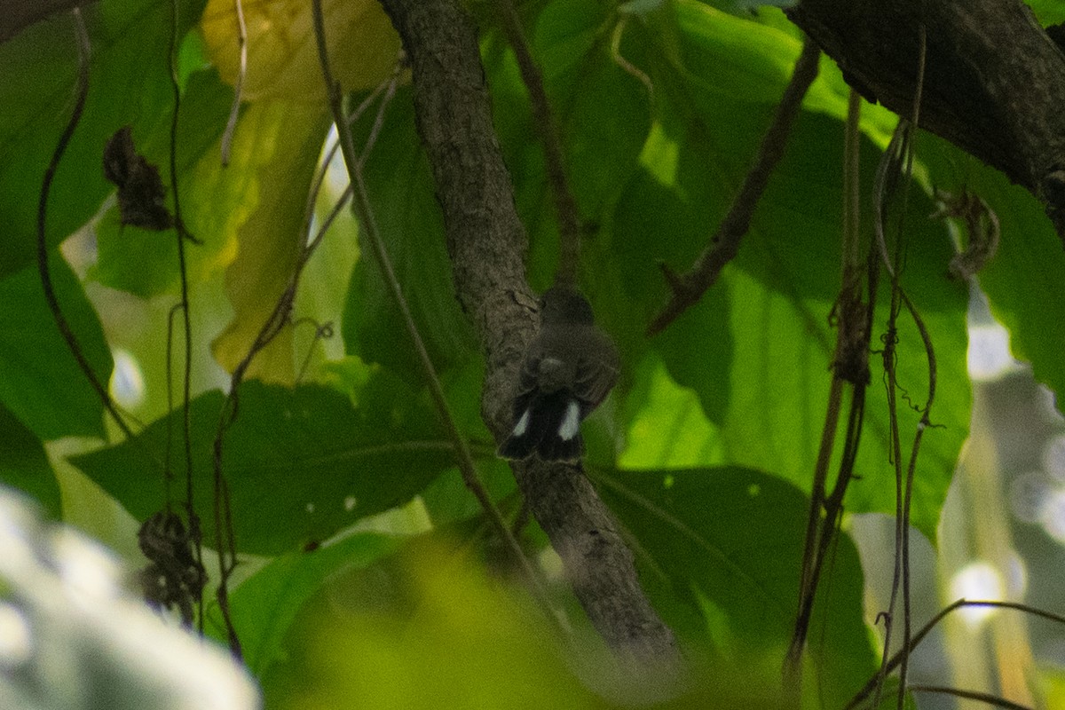 dvergfluesnapper - ML647880146