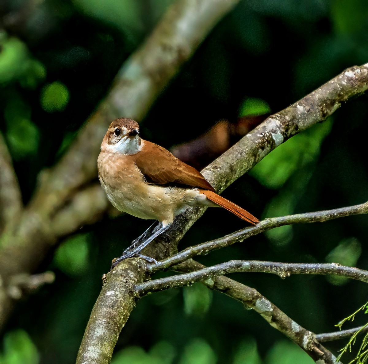 haciendaovnfugl - ML647880147