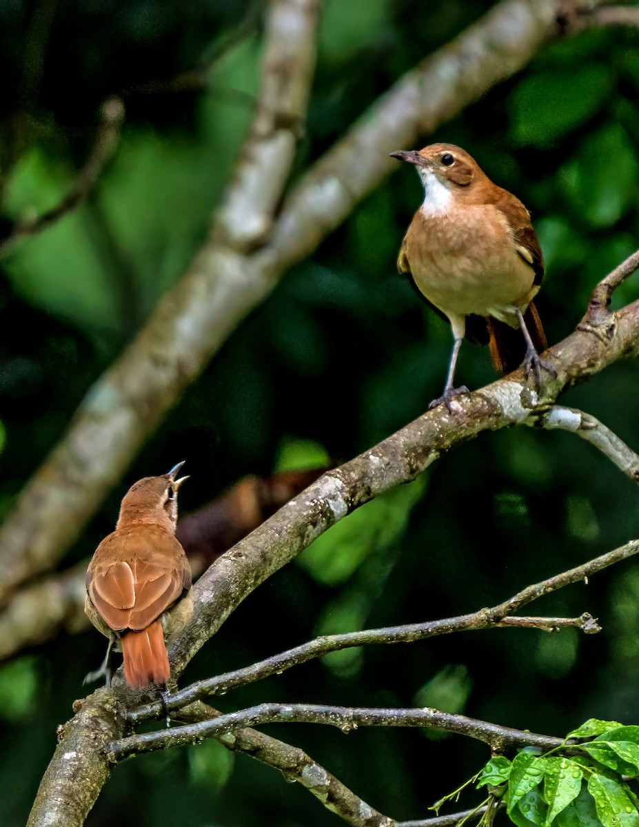 haciendaovnfugl - ML647880148