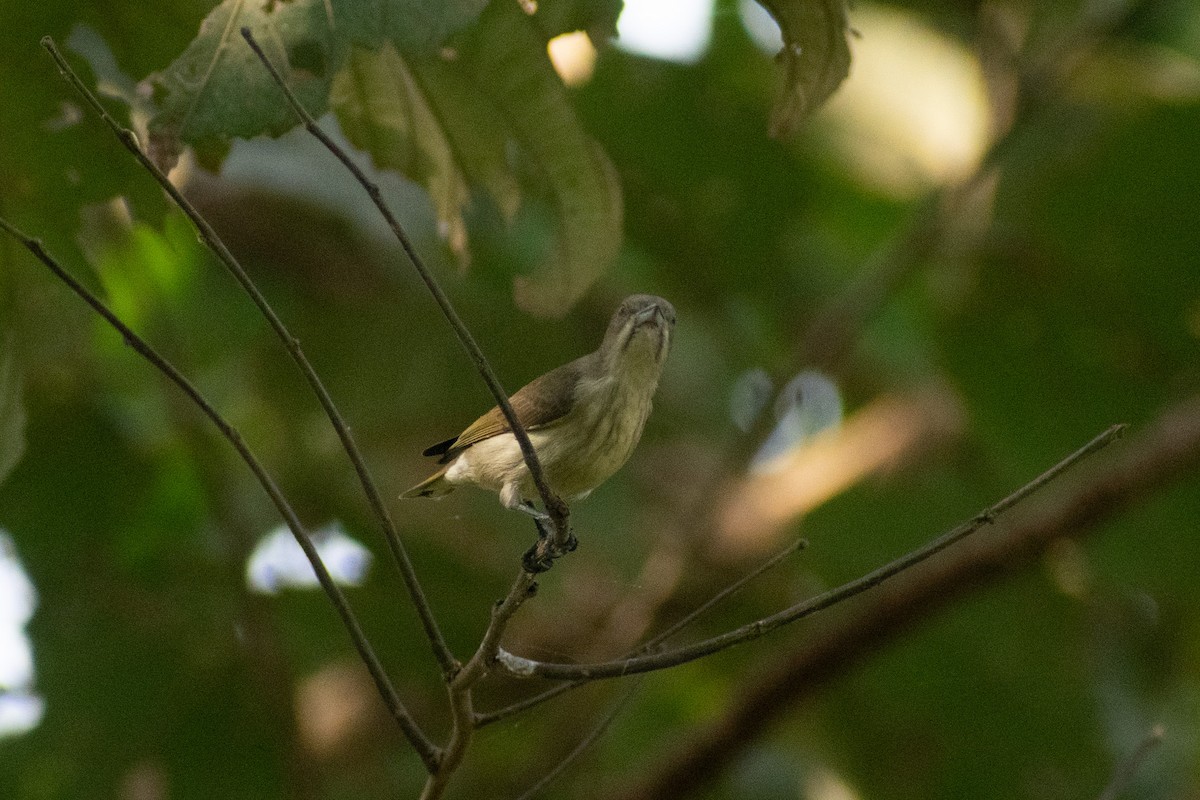 tykknebblomsterfugl - ML647880150