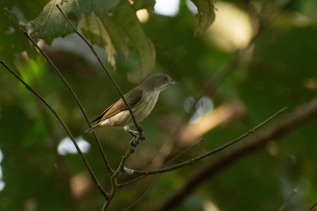 tykknebblomsterfugl - ML647880151