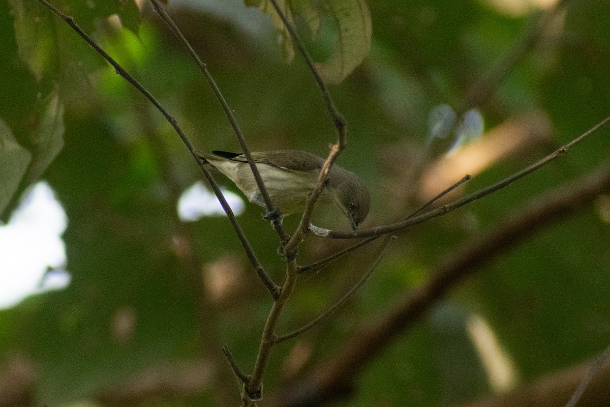 tykknebblomsterfugl - ML647880152