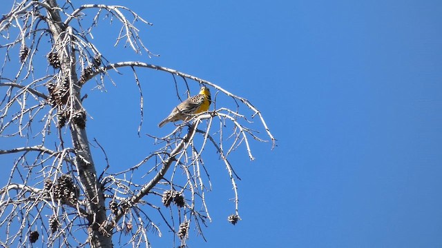 Шпаркос західний - ML647880164