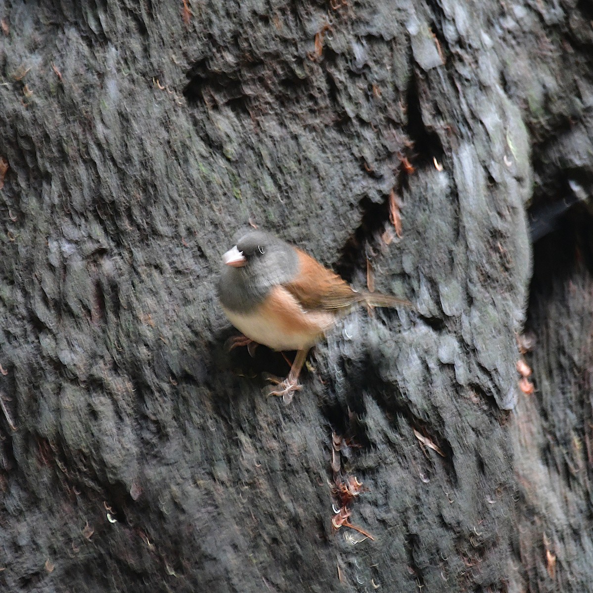 Серый юнко - ML647880184