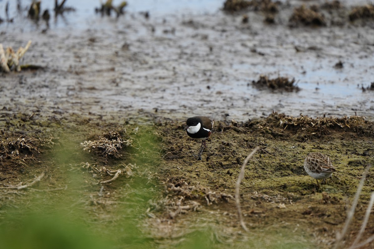 Черногрудый зуёк - ML647880188