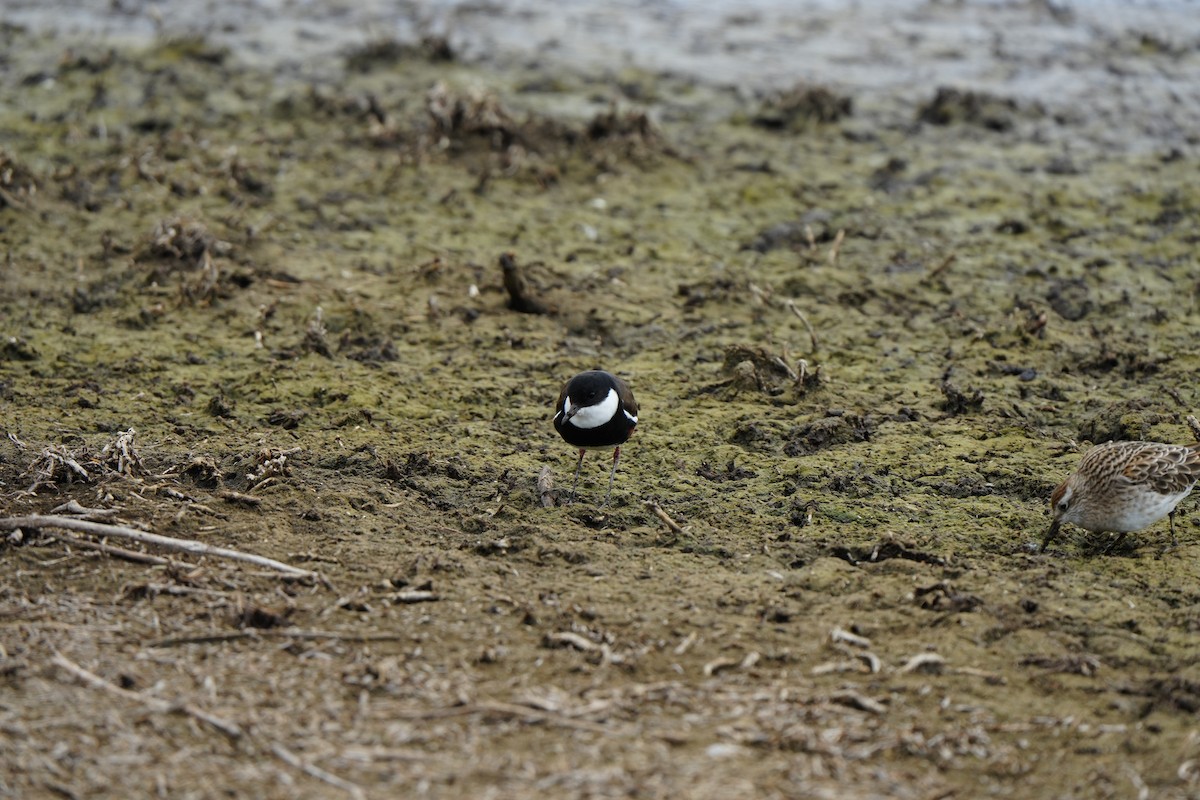 Черногрудый зуёк - ML647880189