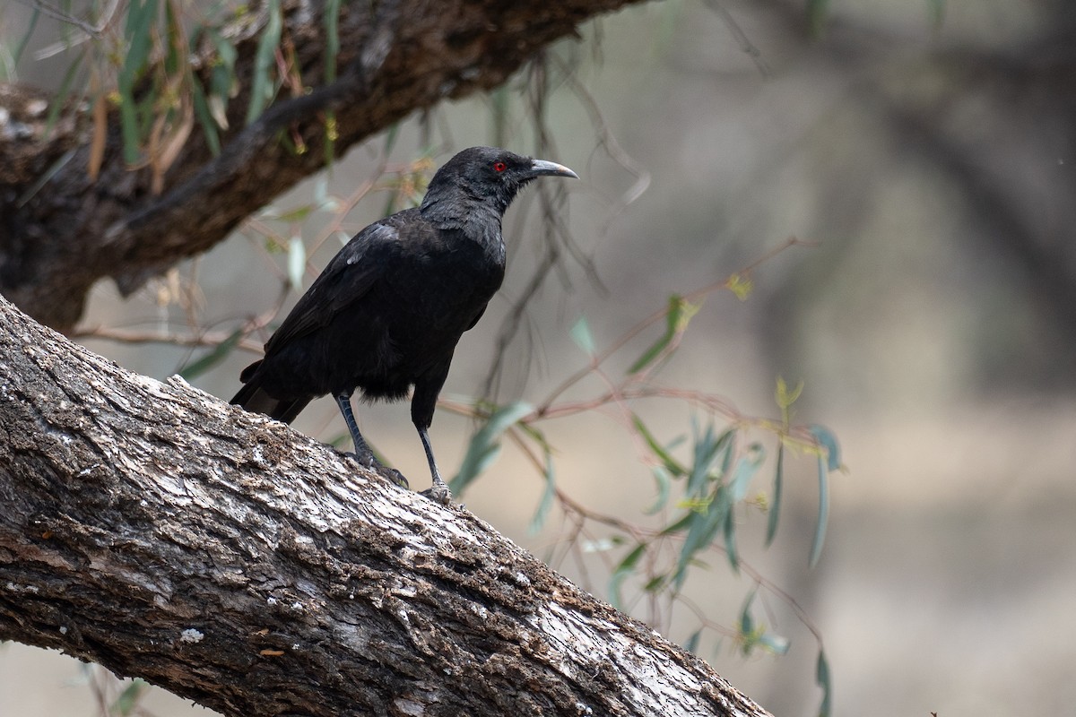 Вайю - ML647880191