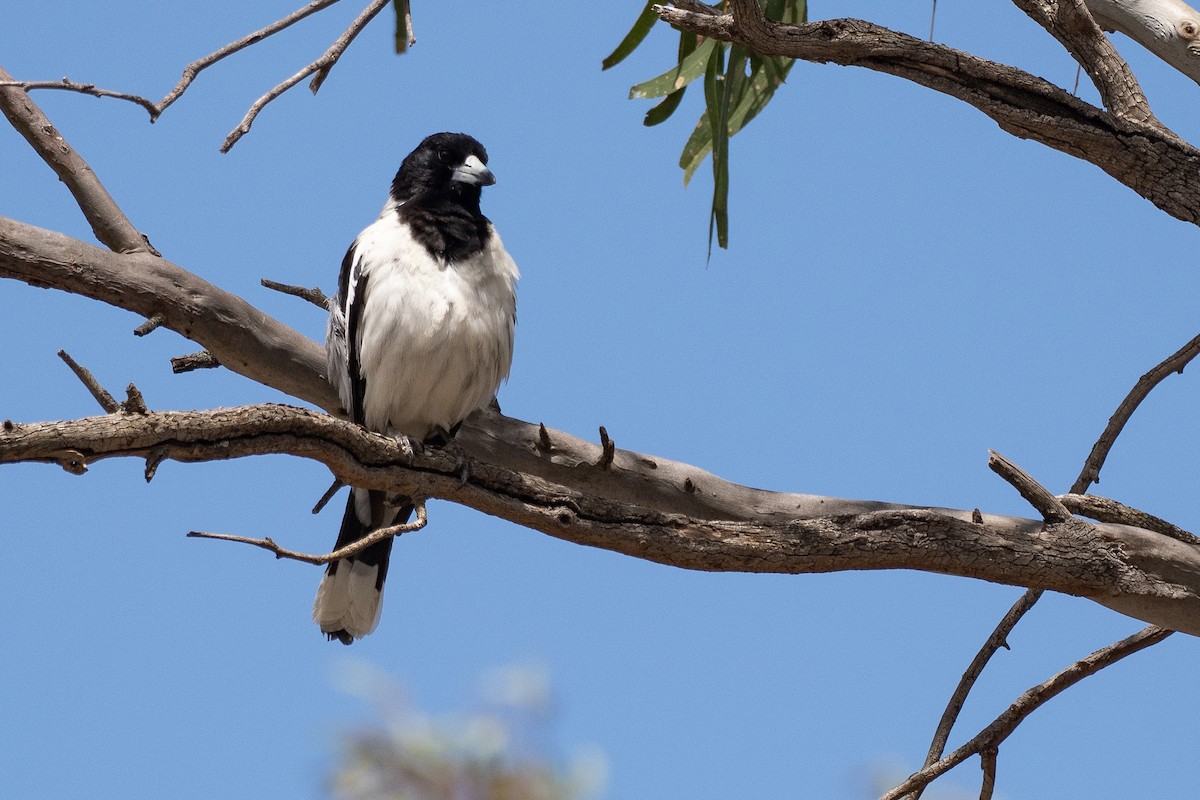 Пегая флейтовая птица - ML647880192