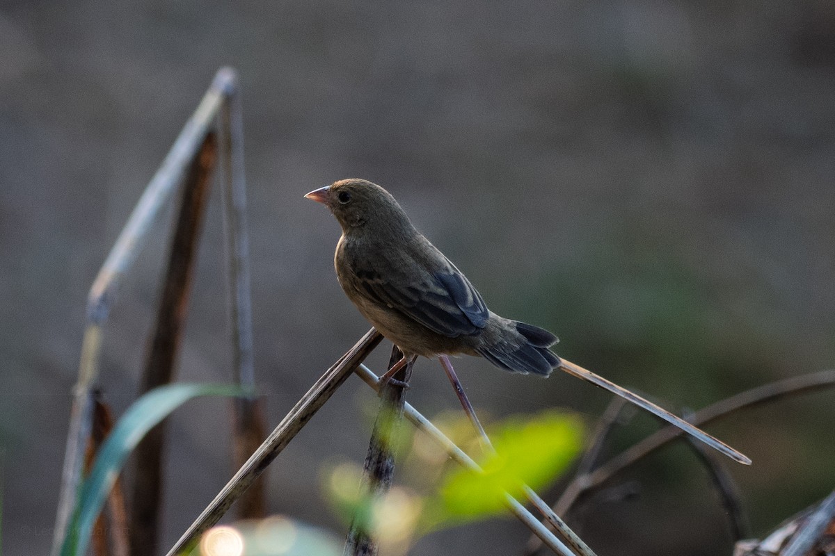 Малый просяночник - ML647880193