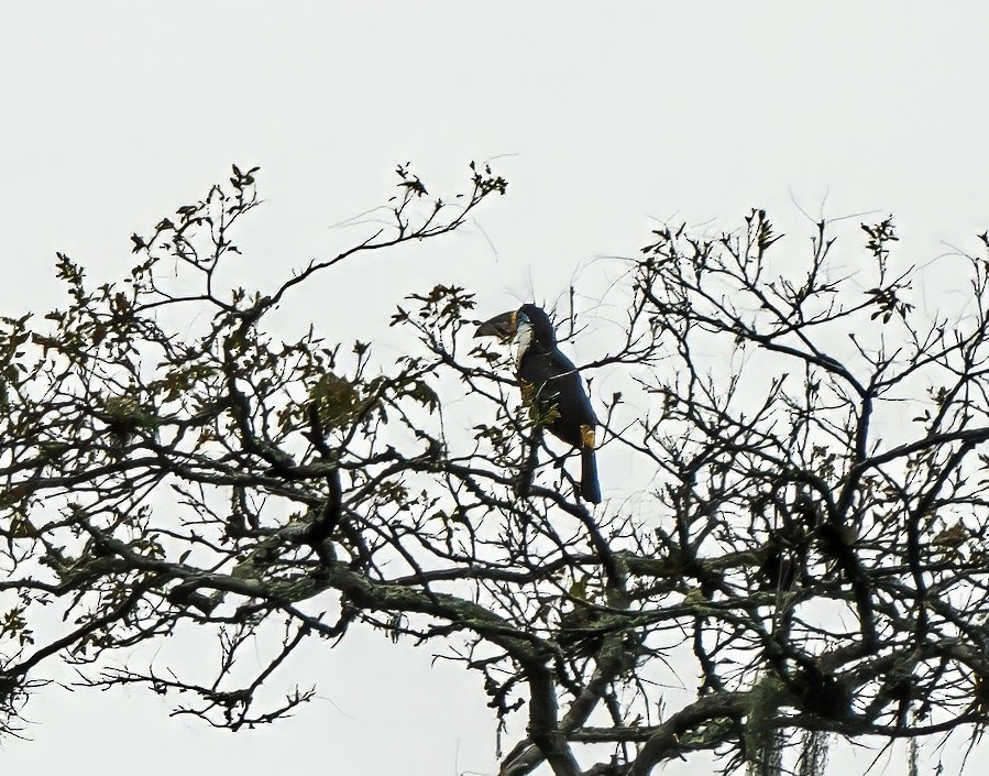 Тукан-ариель - ML647880194