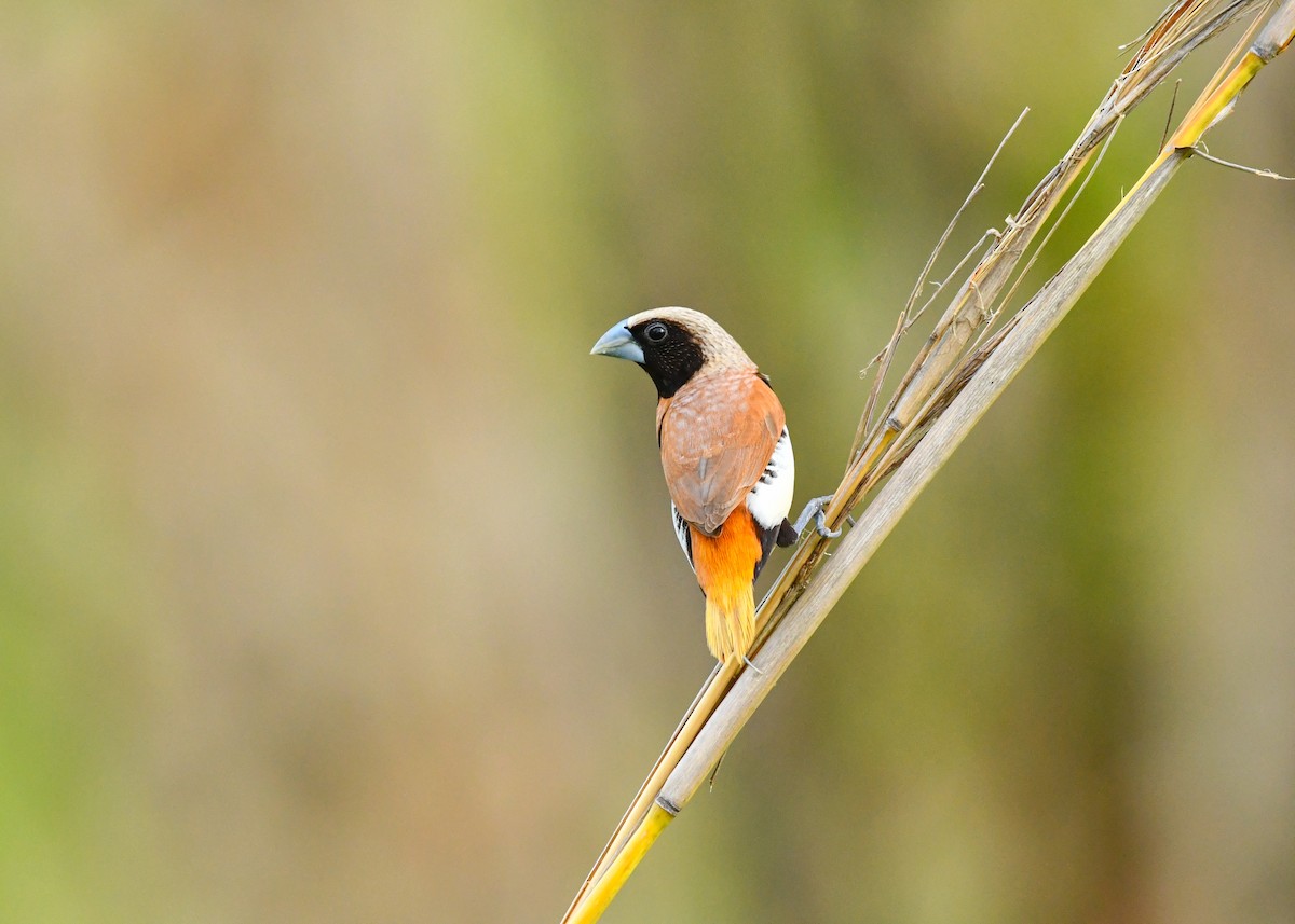 Каштановогрудая муния - ML647880195