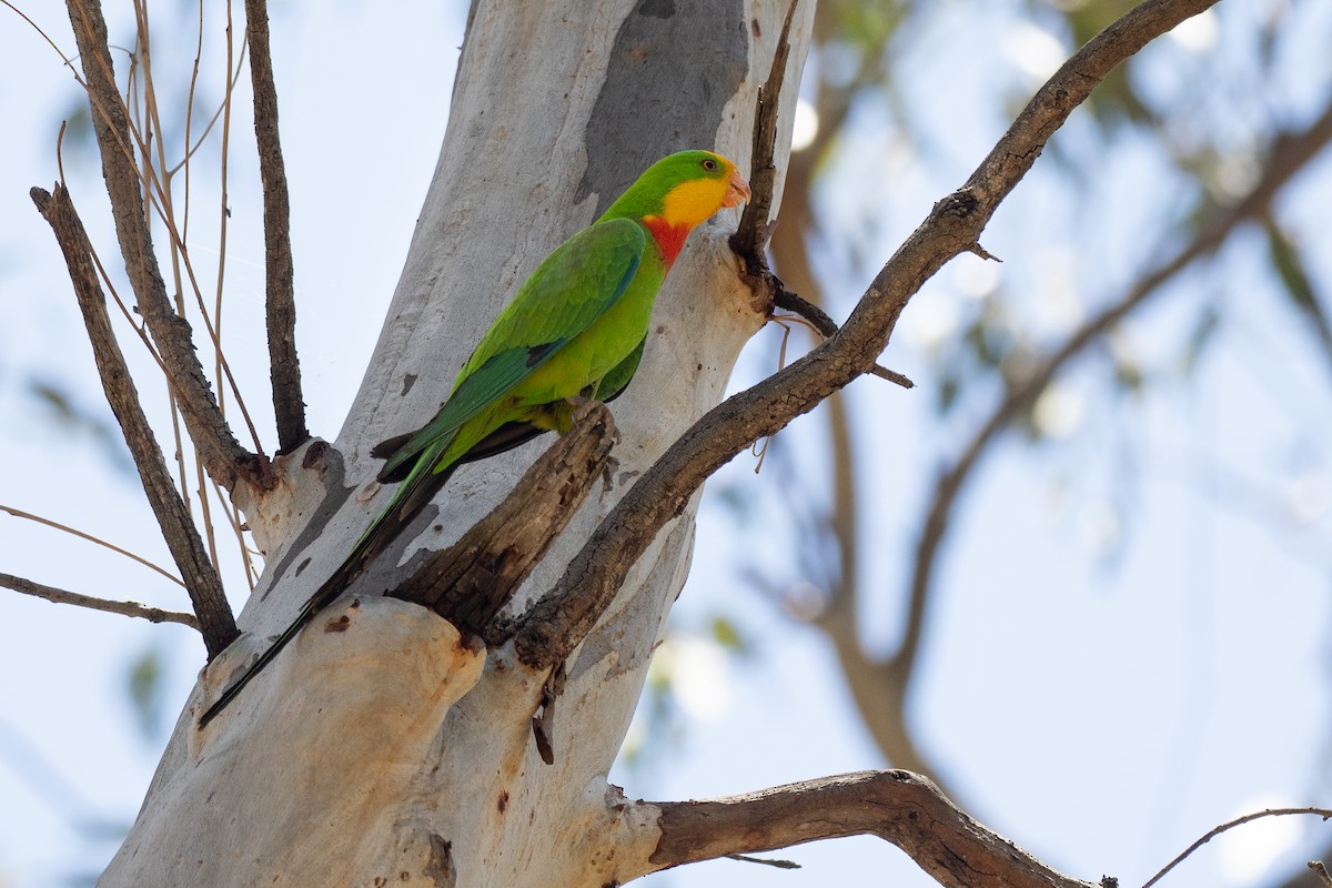 Роскошный попугай - ML647880196