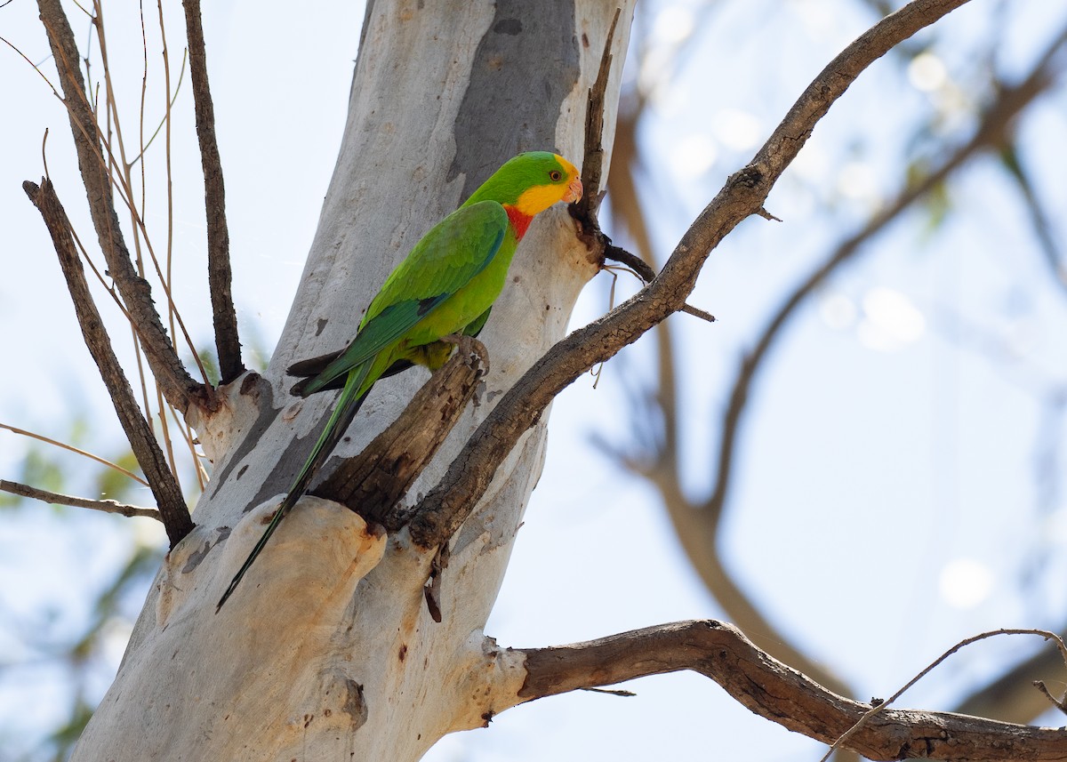 Роскошный попугай - ML647880197
