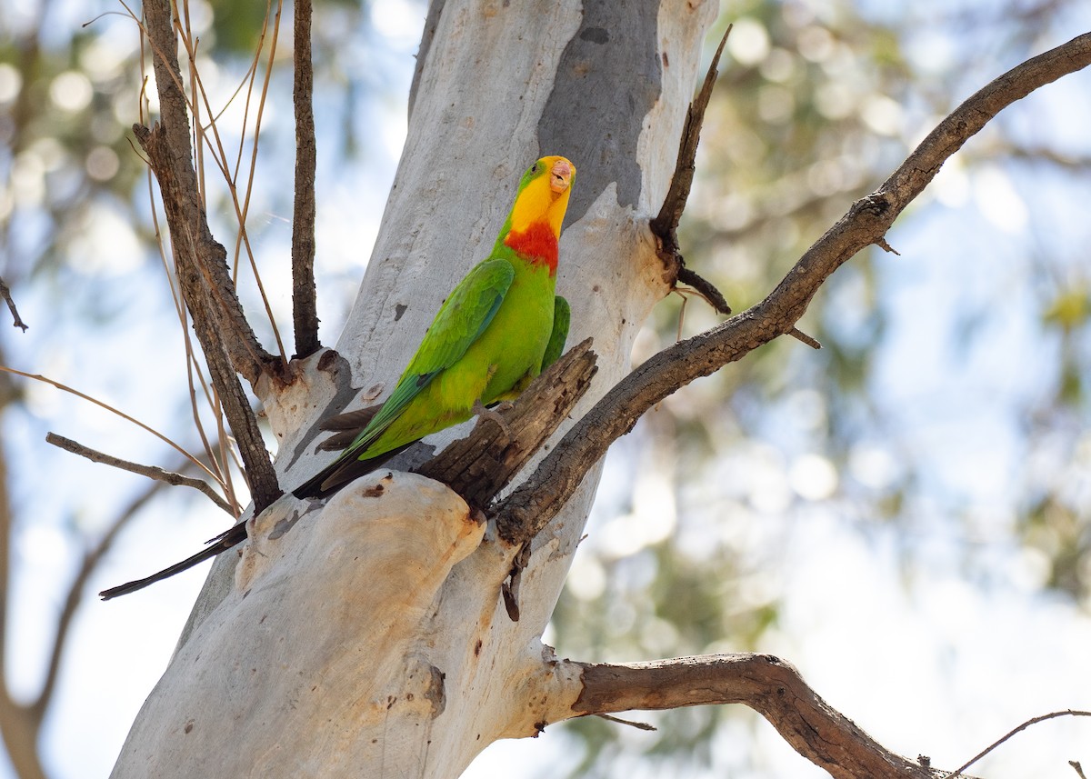 Роскошный попугай - ML647880199