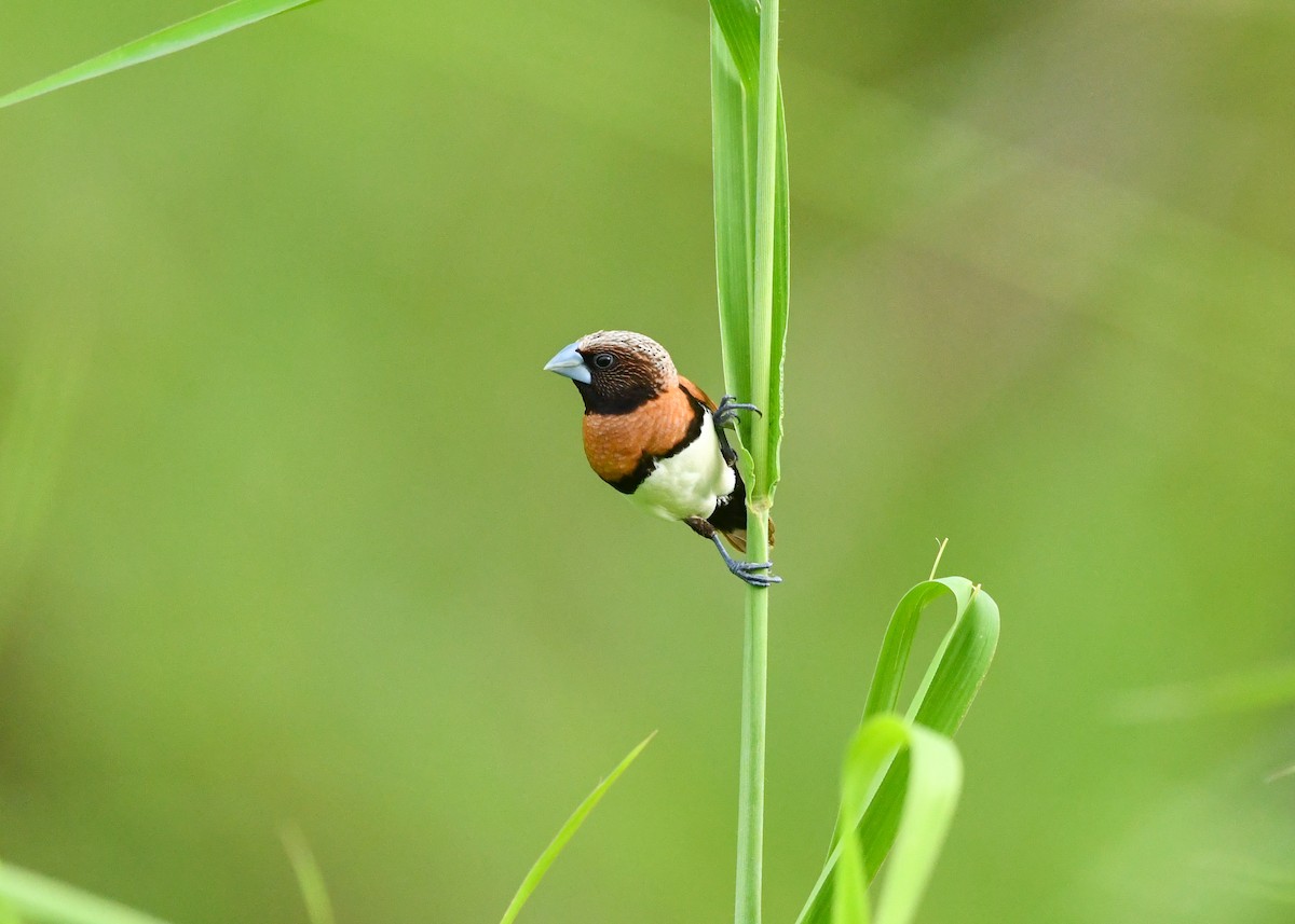 Каштановогрудая муния - ML647880200