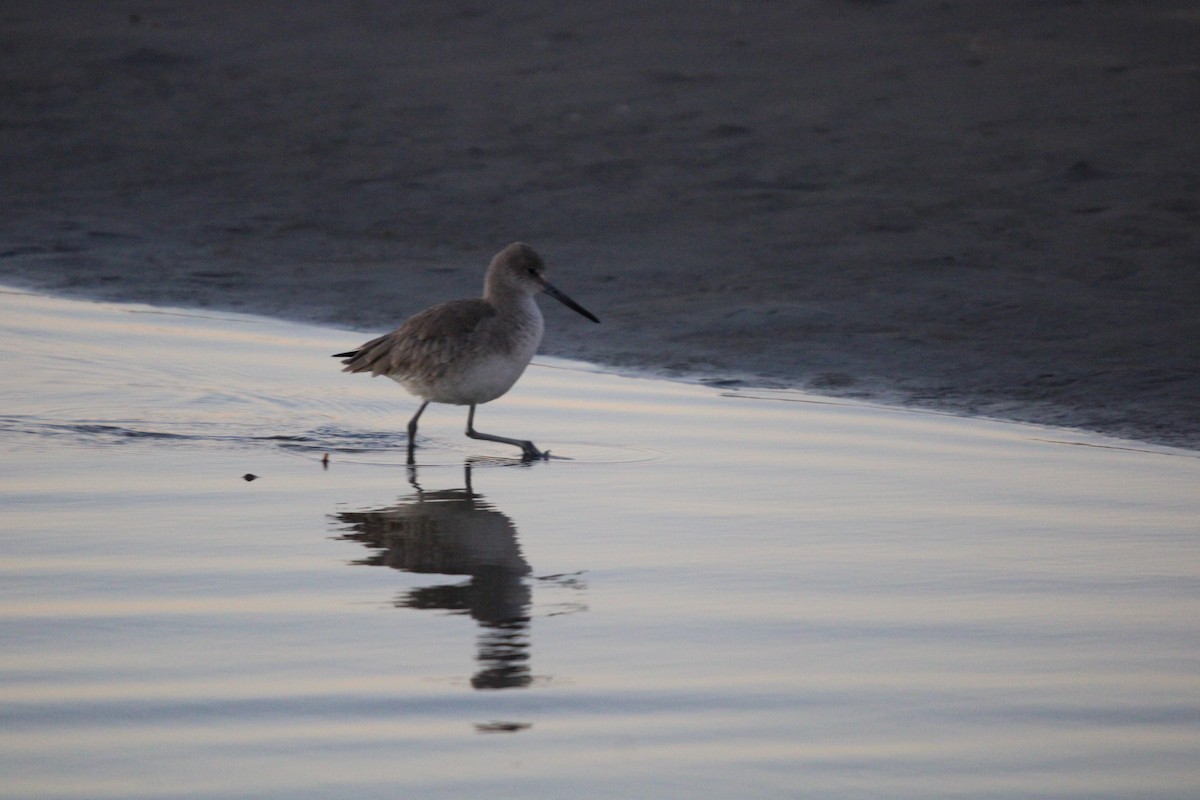 Пеликан-носорог - ML647880205