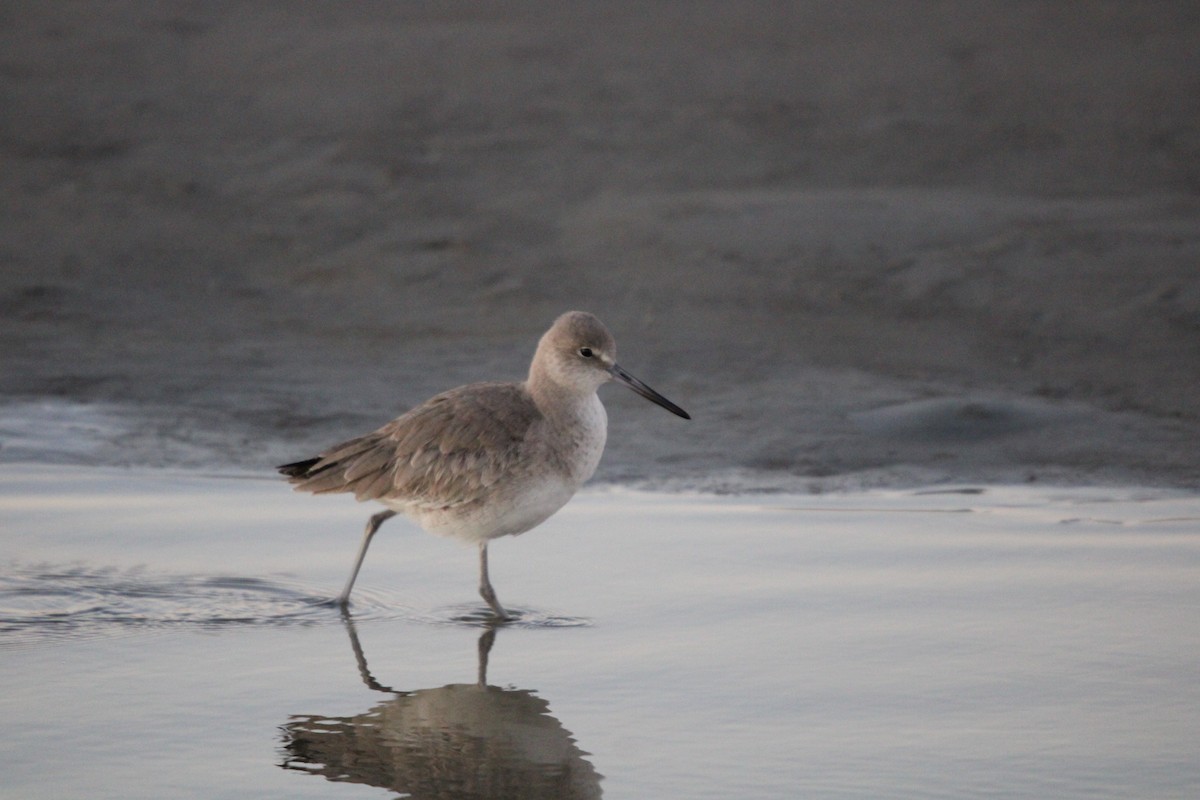 Пеликан-носорог - ML647880206