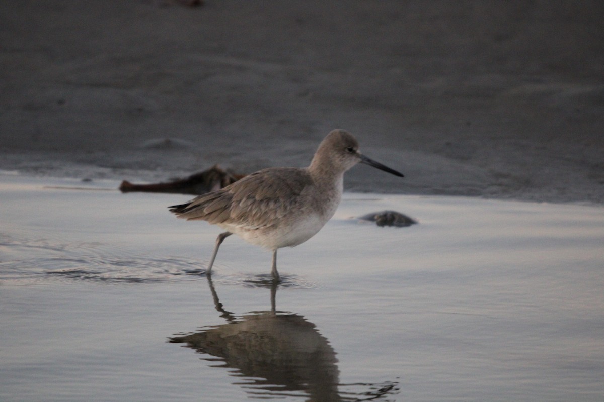 Пеликан-носорог - ML647880207