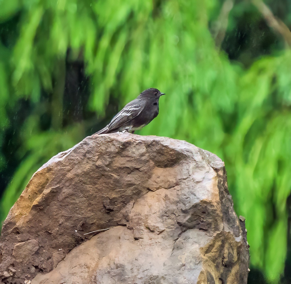 Чёрный фиби - ML647880208