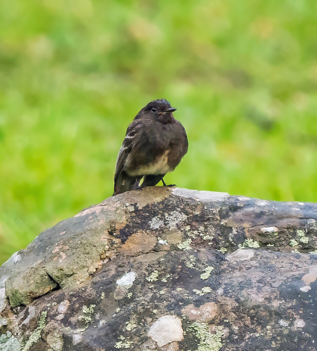 Чёрный фиби - ML647880209