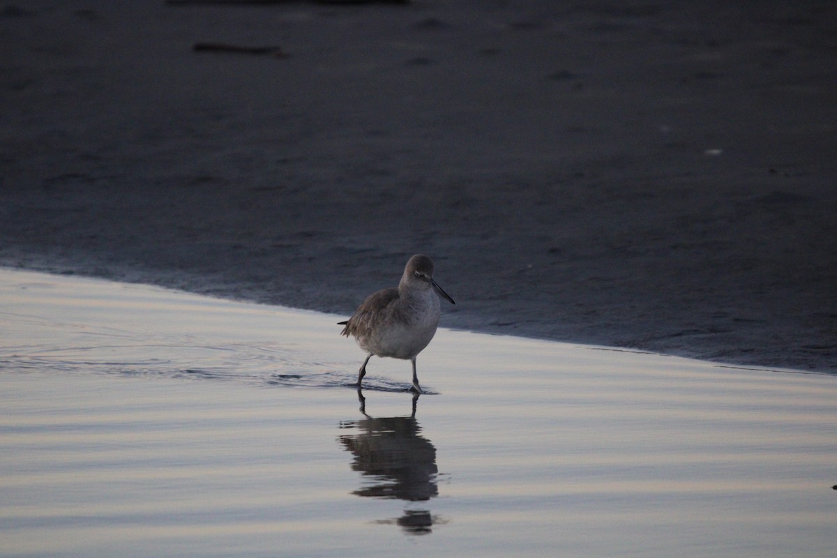 Пеликан-носорог - ML647880210