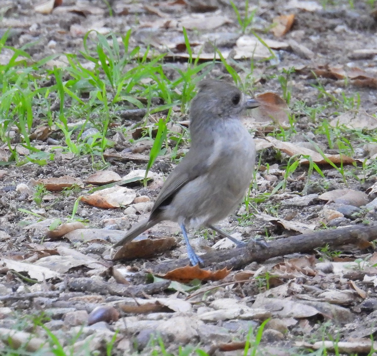 Дубовая гренадерка - ML647880211