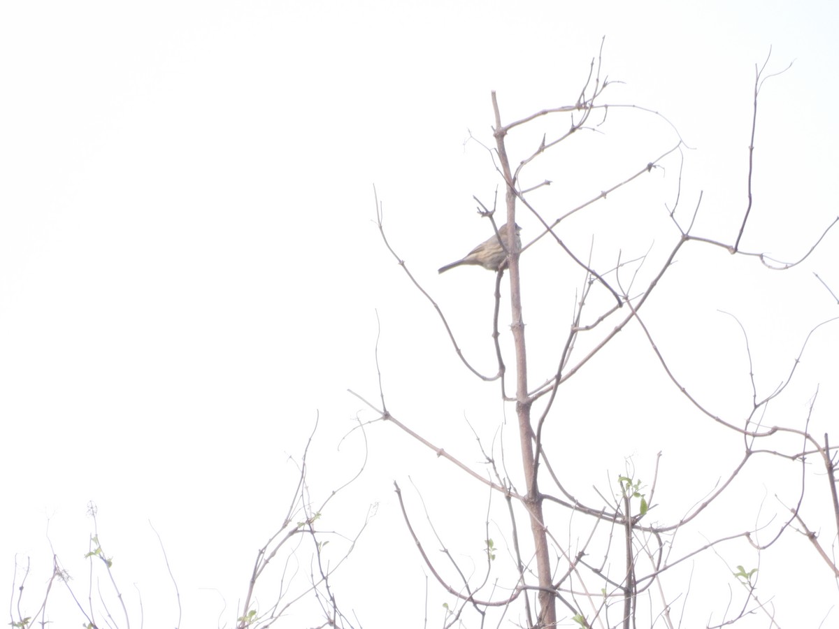 Чёрный фиби - ML647880212