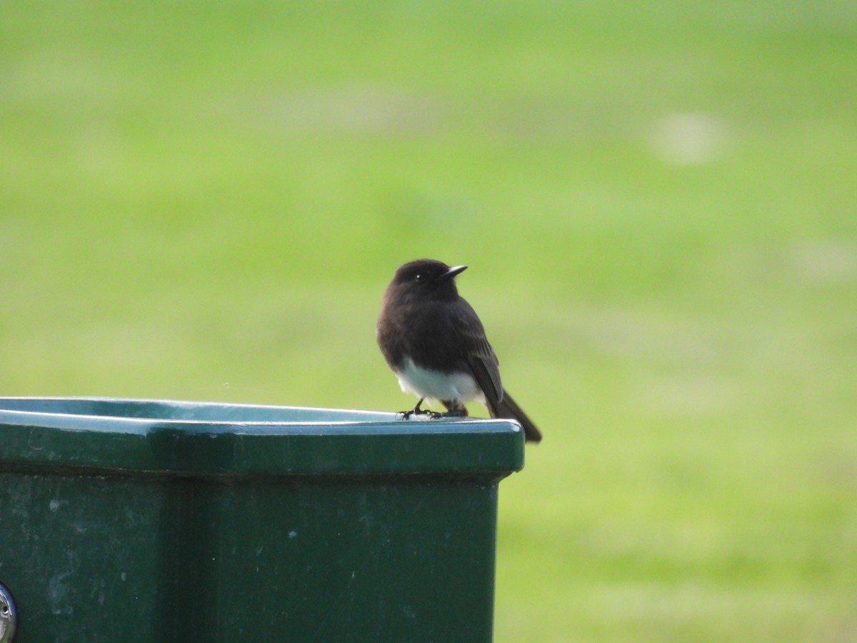 Чёрный фиби - ML647880213