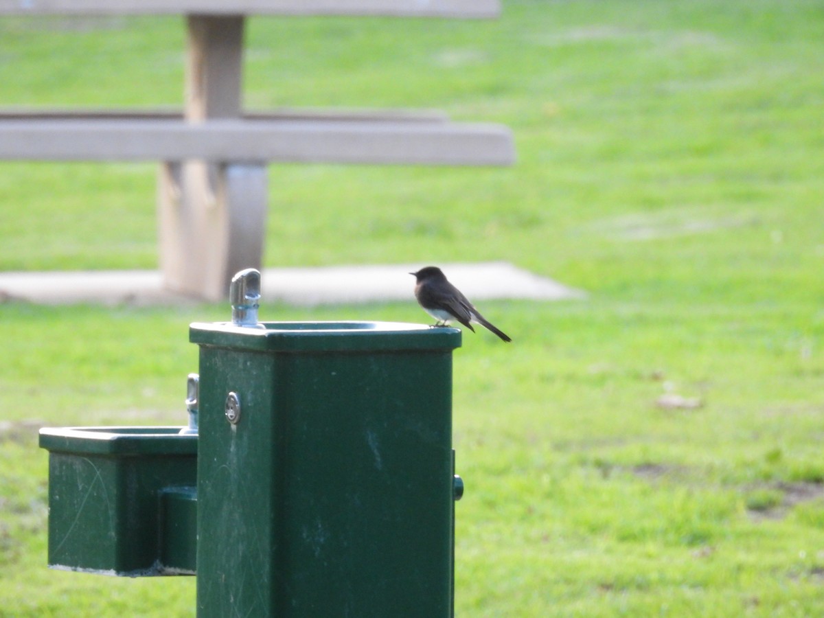 Чёрный фиби - ML647880214