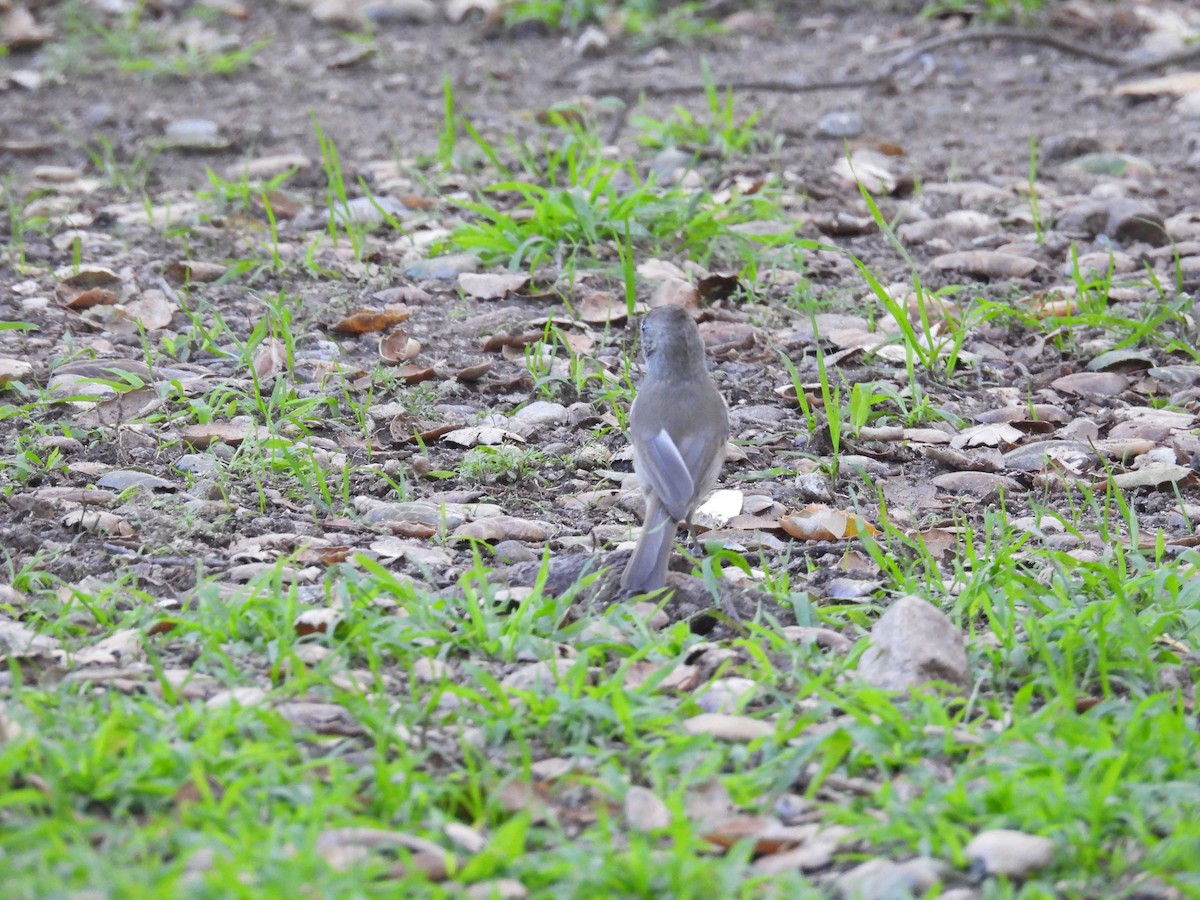 Чёрный фиби - ML647880215