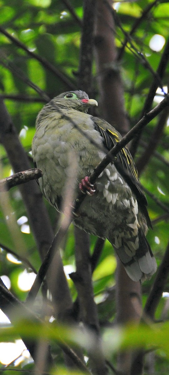 Крючкоклювый зелёный голубь - ML647880217