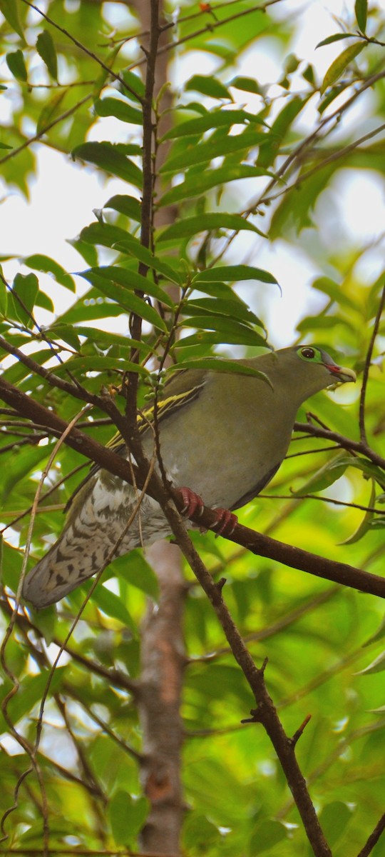 Крючкоклювый зелёный голубь - ML647880218