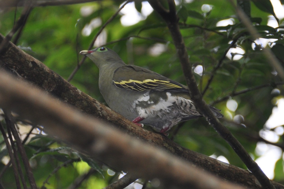 Крючкоклювый зелёный голубь - ML647880219