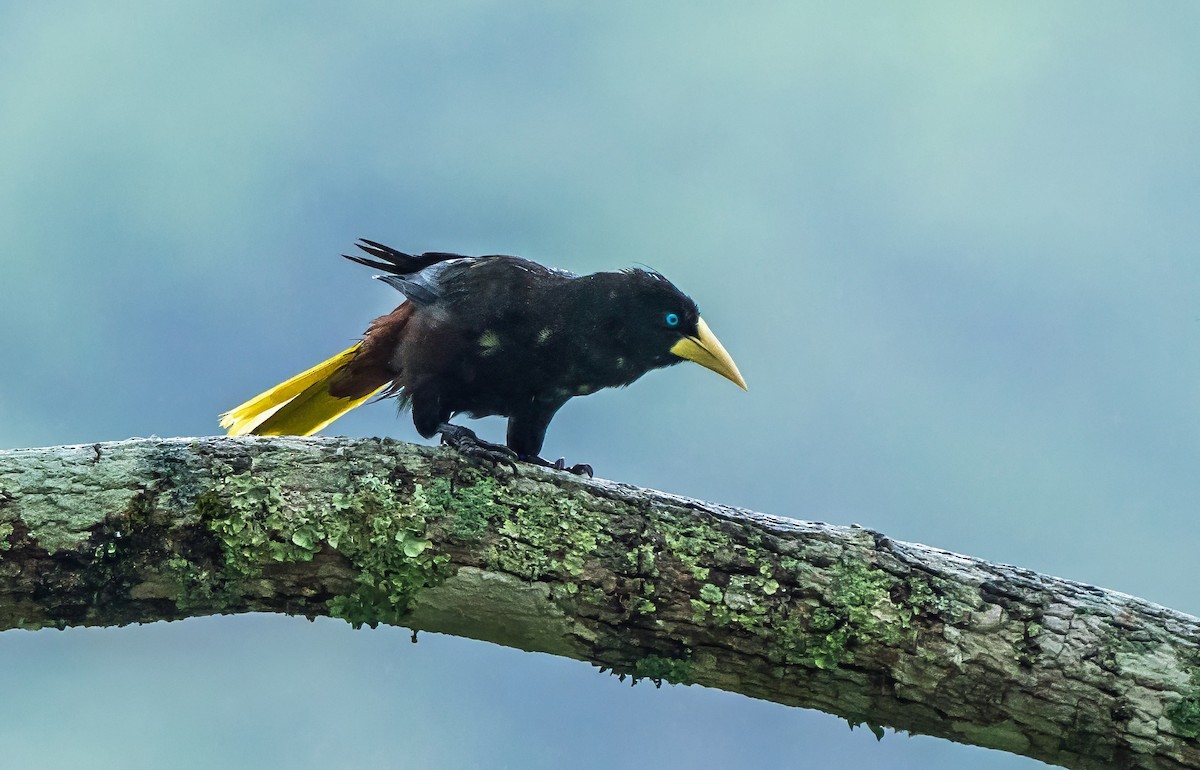 Хохлатая оропендола - ML647880221