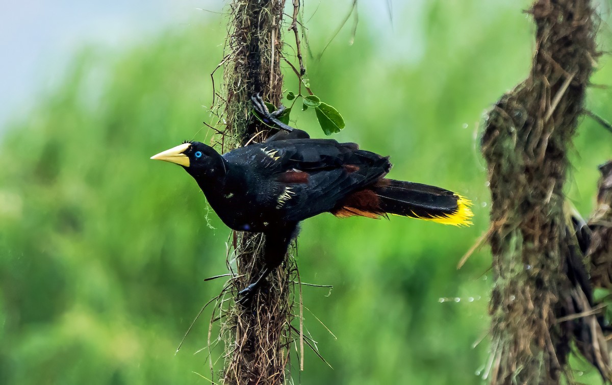 Хохлатая оропендола - ML647880222