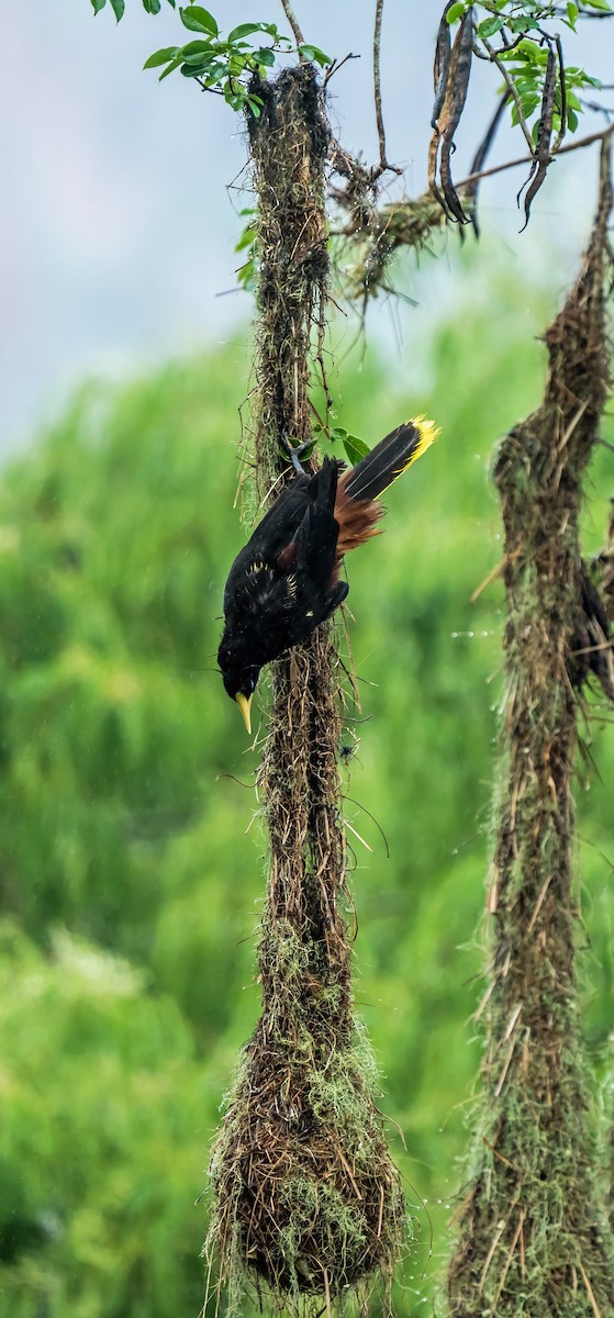 Хохлатая оропендола - ML647880223