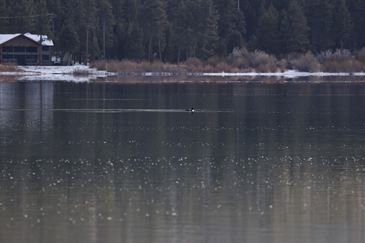 potáplice lední - ML647880233