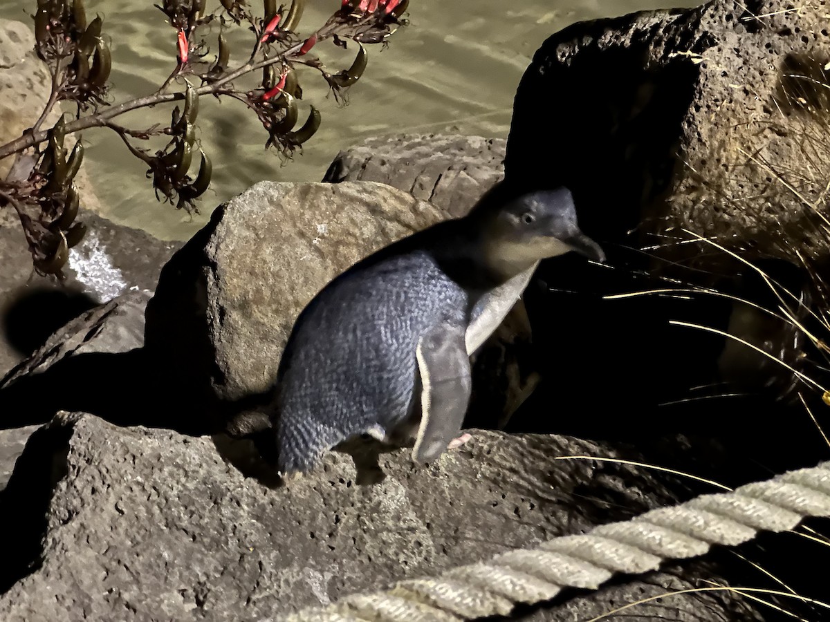 コビトペンギン - ML647880234