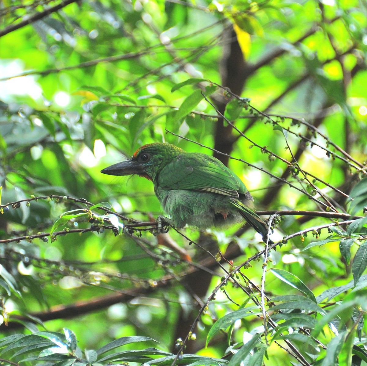 Barbu arlequin - ML647880238
