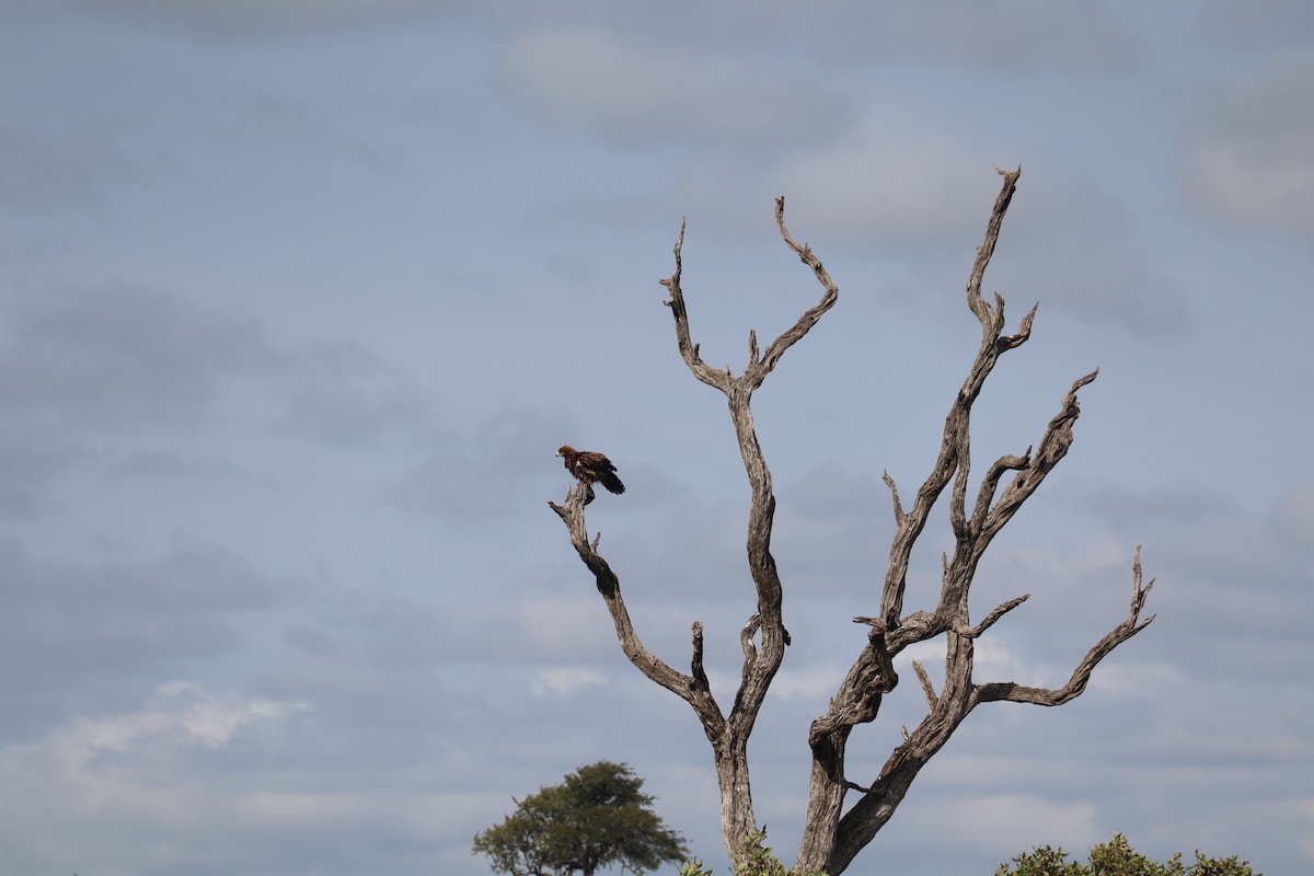 Aigle des steppes - ML647880243